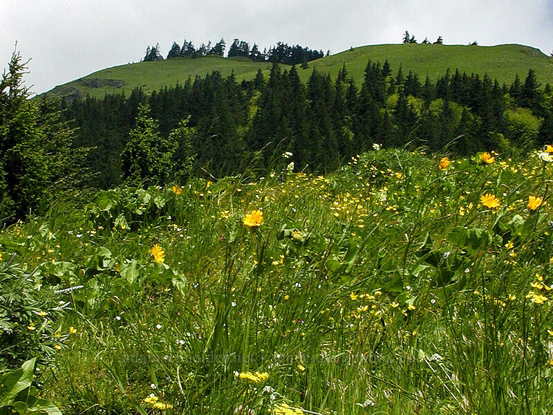 the top of Dog Mountain, from halfway up [Dog Mountain Trail, Gifford Pinchot National Forest, Skamania County, Washington]