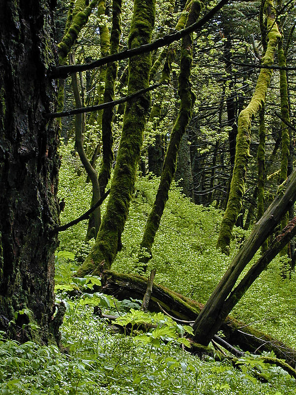 moss-covered trees [Dog Mountain Trail, Gifford Pinchot National Forest, Skamania County, Washington]