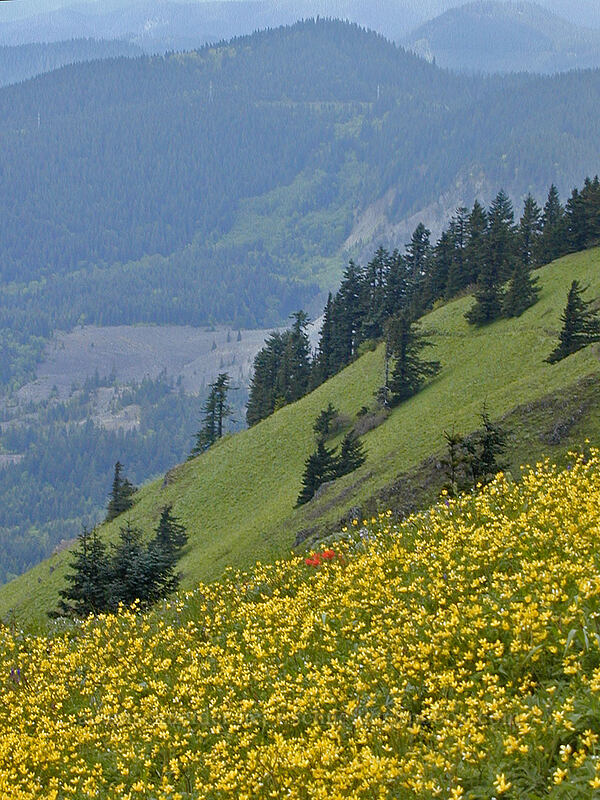 buttercups in Dog Mountain's summit meadow (Ranunculus occidentalis) [Dog Mountain Trail, Gifford Pinchot National Forest, Skamania County, Washington]