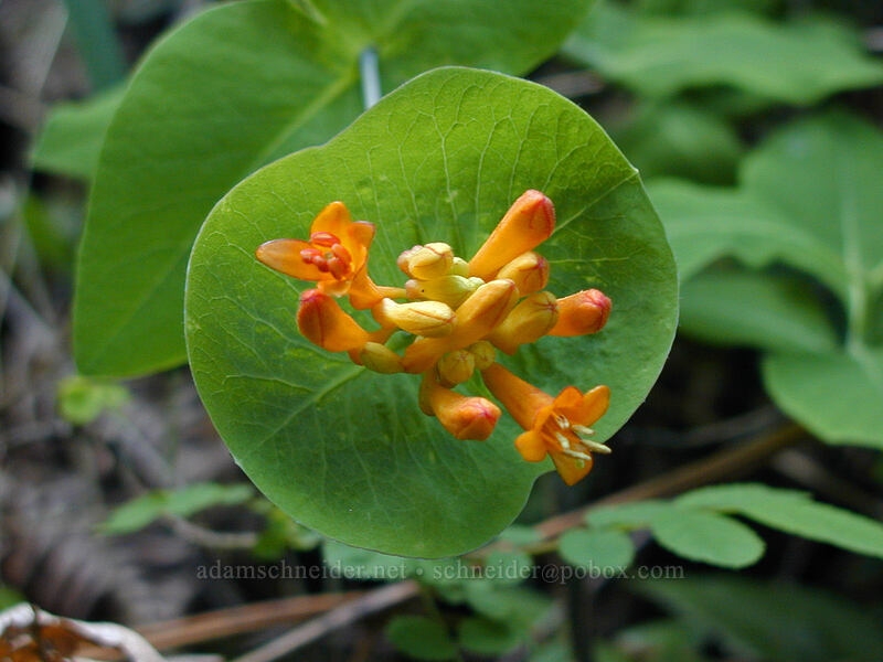 orange honeysuckle (Lonicera ciliosa) [Augspurger Trail, Gifford Pinchot National Forest, Skamania County, Washington]