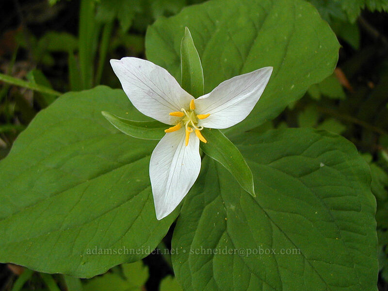 Trillium (Trillium ovatum) [Mirror Lake, Mt. Hood National Forest, Clackamas County, Oregon]