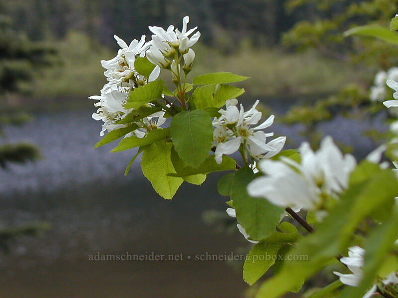 serviceberry flowers (Amelanchier alnifolia) [Mirror Lake, Mt. Hood National Forest, Clackamas County, Oregon]