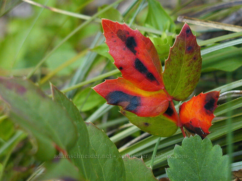 Oregon grape leaves (Mahonia nervosa (Berberis nervosa)) [Tom Dick & Harry Mountain, Mt. Hood National Forest, Clackamas County, Oregon]