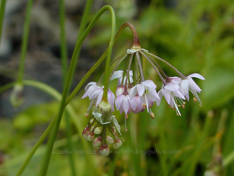 nodding onion (Allium cernuum) [Angel's Rest Trail, Multnomah County, Oregon]