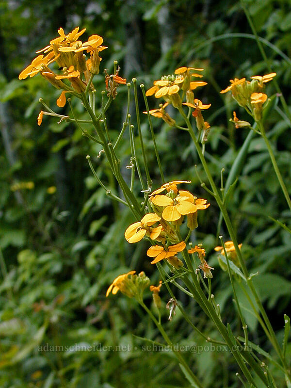 wallflower (Erysimum capitatum) [Angel's Rest Trail, Multnomah County, Oregon]