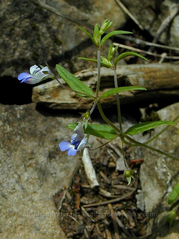 small-flowered blue-eyed Mary (Collinsia parviflora) [Angel's Rest Trail, Multnomah County, Oregon]