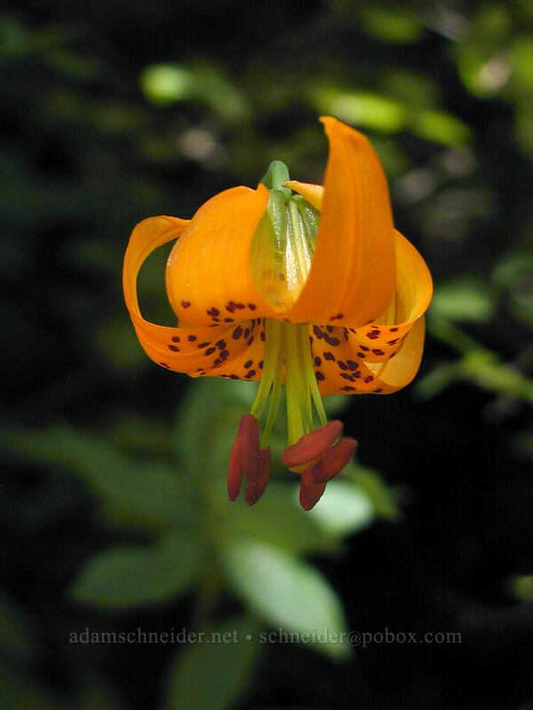 tiger lily (Lilium columbianum) [Angel's Rest Trail, Multnomah County, Oregon]