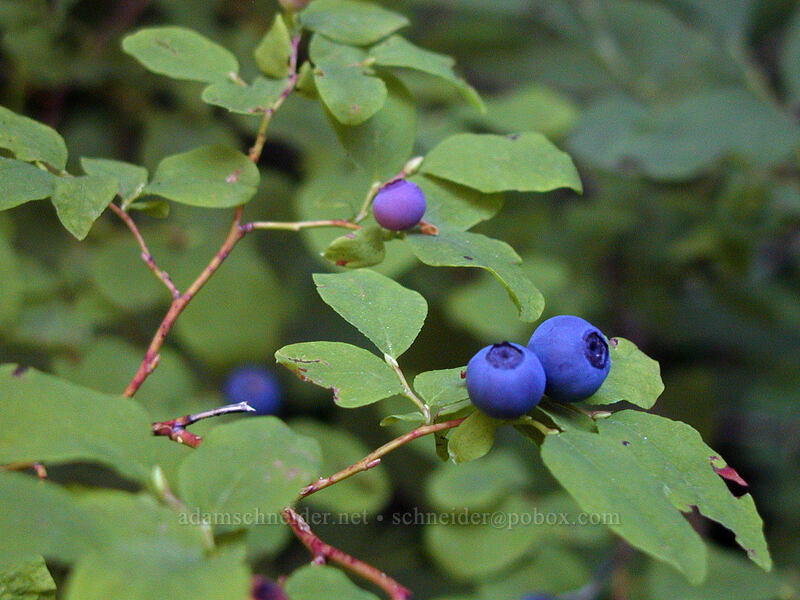 wild blueberries (Vaccinium ovalifolium) [Burnt Lake Trail, Mt. Hood Wilderness, Clackamas County, Oregon]
