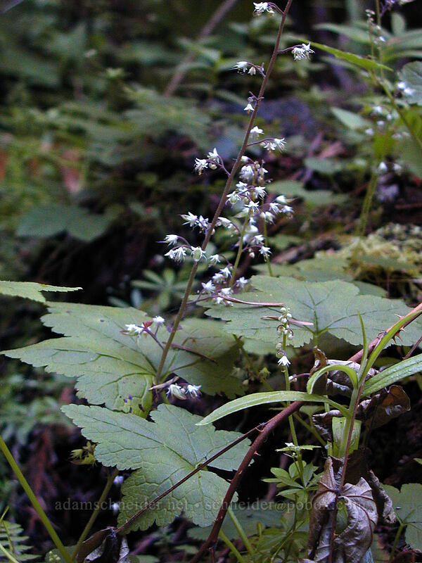 foamflower (Tiarella trifoliata) [Burnt Lake Trail, Mt. Hood Wilderness, Clackamas County, Oregon]