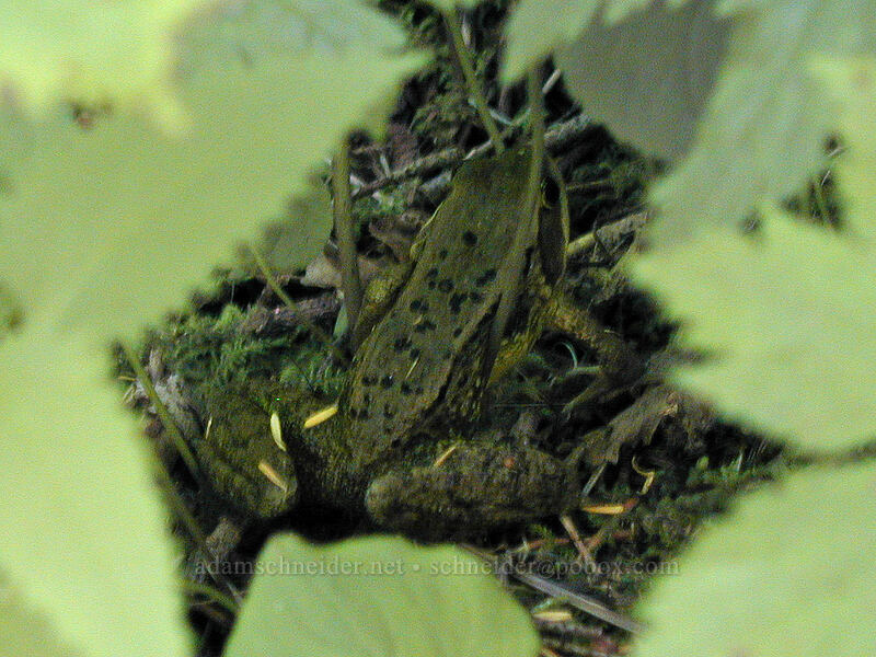 Frog (Rana sp.) [Burnt Lake Trail, Mt. Hood Wilderness, Clackamas County, Oregon]