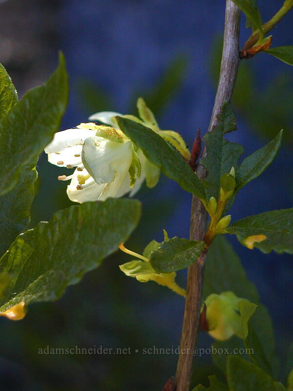 White rhododendron (Cascade azalea) (Rhododendron albiflorum) [East Zigzag Mountain, Mt. Hood Wilderness, Clackamas County, Oregon]