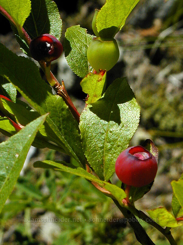 unripe huckleberries (Vaccinium sp.) [Burnt Lake Trail, Mt. Hood Wilderness, Clackamas County, Oregon]