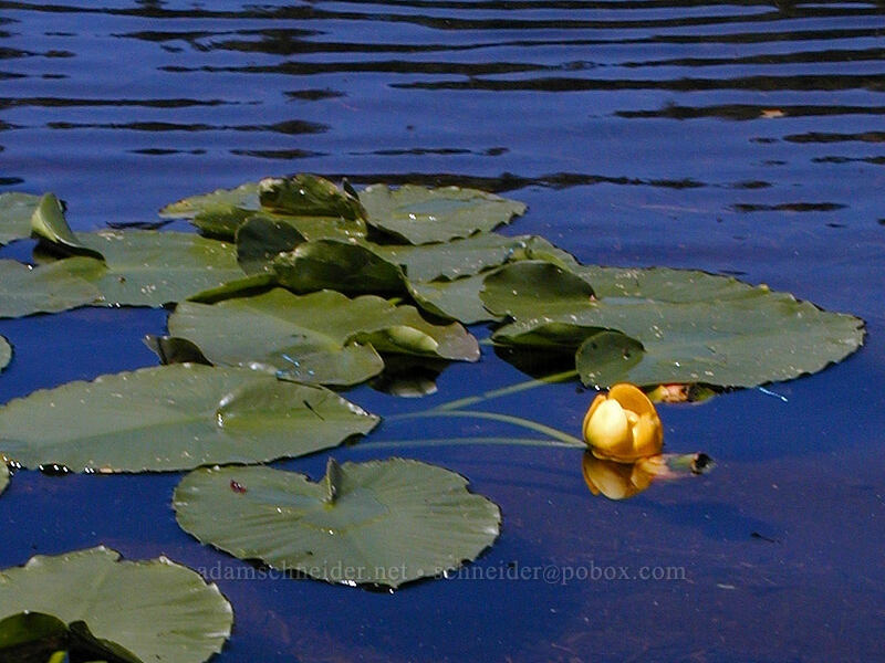yellow pond lily (Nuphar polysepala) [Burnt Lake, Mt. Hood Wilderness, Clackamas County, Oregon]