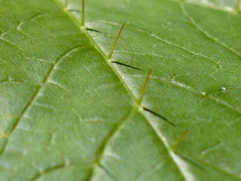 devil's club leaf (Oplopanax horridus) [Burnt Lake Trail, Mt. Hood Wilderness, Clackamas County, Oregon]