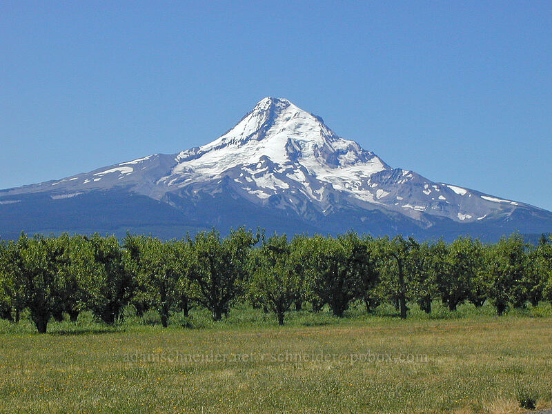 Mt. Hood & pear trees (Pyrus sp.) [Hood River Ranger Station, Parkdale, Hood River County, Oregon]