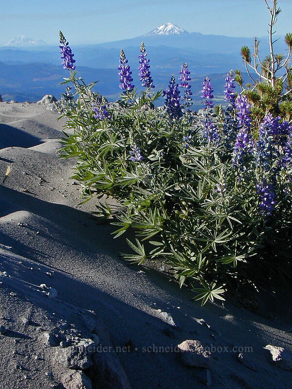 lupine in sandy glacial deposits (Lupinus latifolius) [Eliot Glacier moraine, Mt. Hood Wilderness, Hood River County, Oregon]