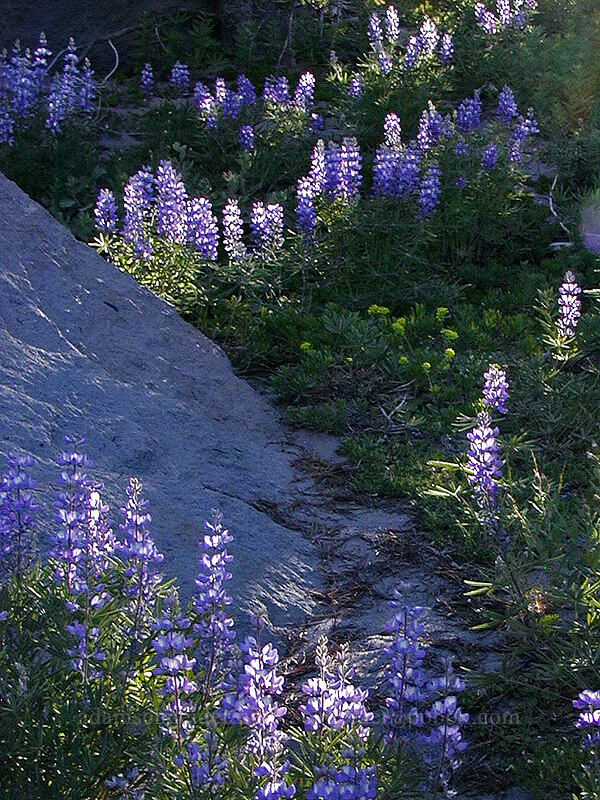 lupines (Lupinus latifolius) [Cooper Spur Trail, Mt. Hood Wilderness, Hood River County, Oregon]