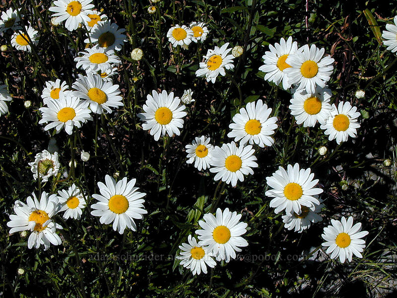ox-eye daisies (Leucanthemum vulgare) [Top Spur trailhead, Mt. Hood Wilderness, Clackamas County, Oregon]