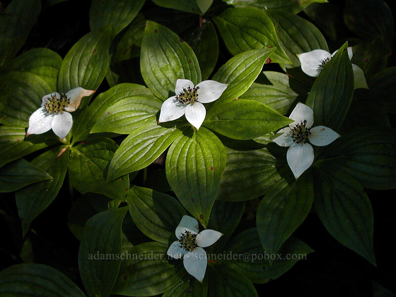 bunchberry (Cornus unalaschkensis (Cornus canadensis)) [Top Spur trail, Mt. Hood Wilderness, Clackamas County, Oregon]