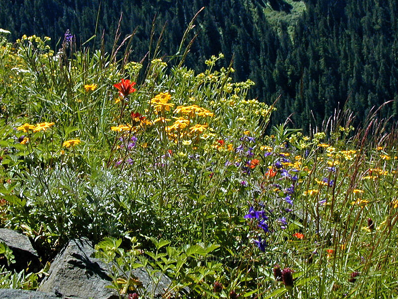 Wildflowers (larkspur, paintbrush, Oregon sunshine) (Delphinium sp., Castilleja sp., Eriophyllum lanatum) [Bald Mountain, Mt. Hood Wilderness, Clackamas County, Oregon]