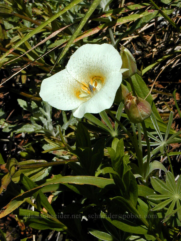Cascade mariposa lily (Calochortus subalpinus) [Bald Mountain, Mt. Hood Wilderness, Clackamas County, Oregon]