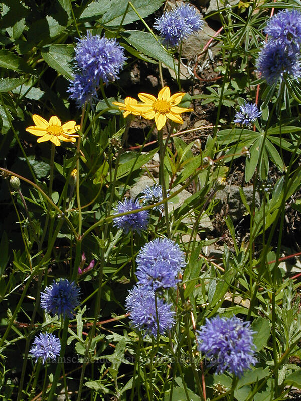 blue-head gilia & Oregon sunshine (Gilia capitata, Eriophyllum lanatum) [Bald Mountain, Mt. Hood Wilderness, Clackamas County, Oregon]