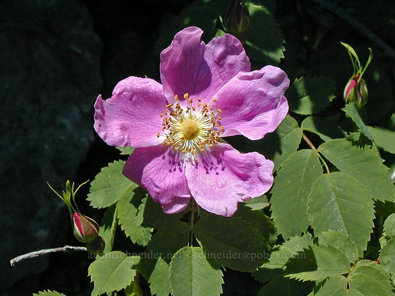 Wild rose (Rosa sp.) [Bald Mountain, Mt. Hood Wilderness, Clackamas County, Oregon]