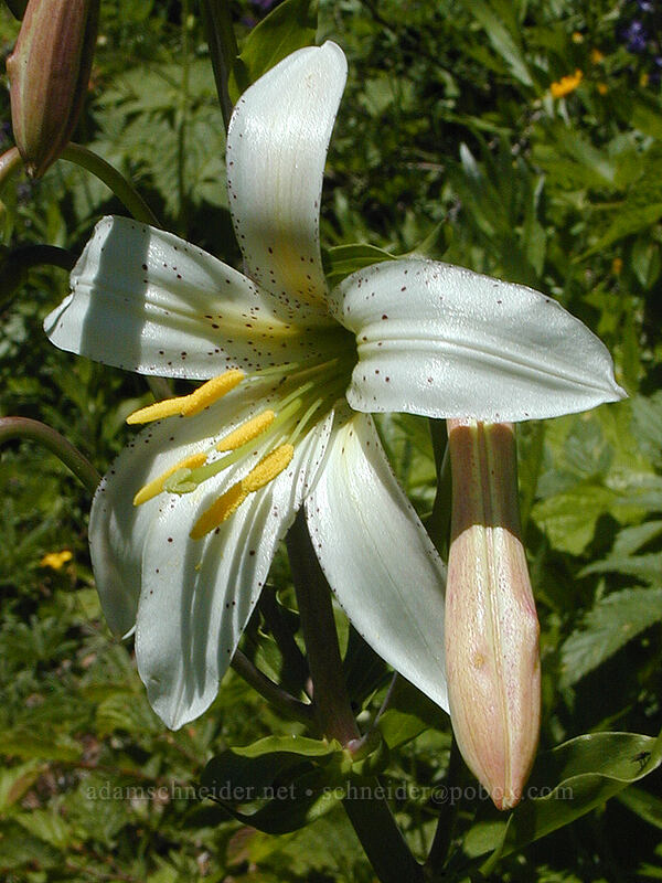 Cascade lily (Lilium washingtonianum) [Bald Mountain, Mt. Hood Wilderness, Clackamas County, Oregon]