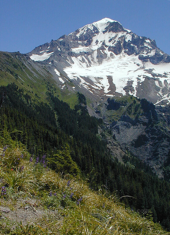 Mount Hood [Bald Mountain Ridge, Mt. Hood Wilderness, Clackamas County, Oregon]