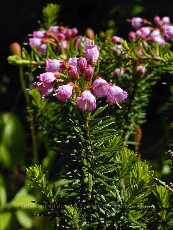 pink mountain heather (Phyllodoce empetriformis) [Bald Mountain Ridge, Mt. Hood Wilderness, Hood River County, Oregon]