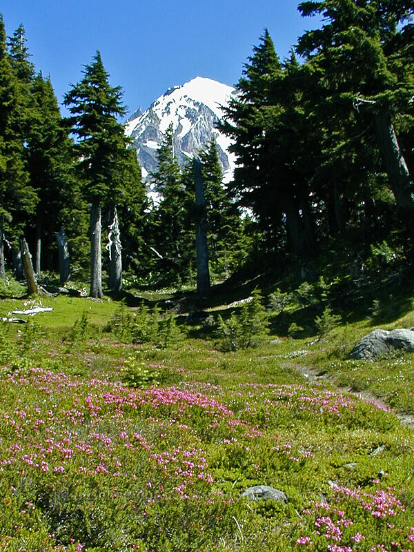 heather-filled meadow (Phyllodoce empetriformis) [McNeil Point trail, Mt. Hood Wilderness, Hood River County, Oregon]