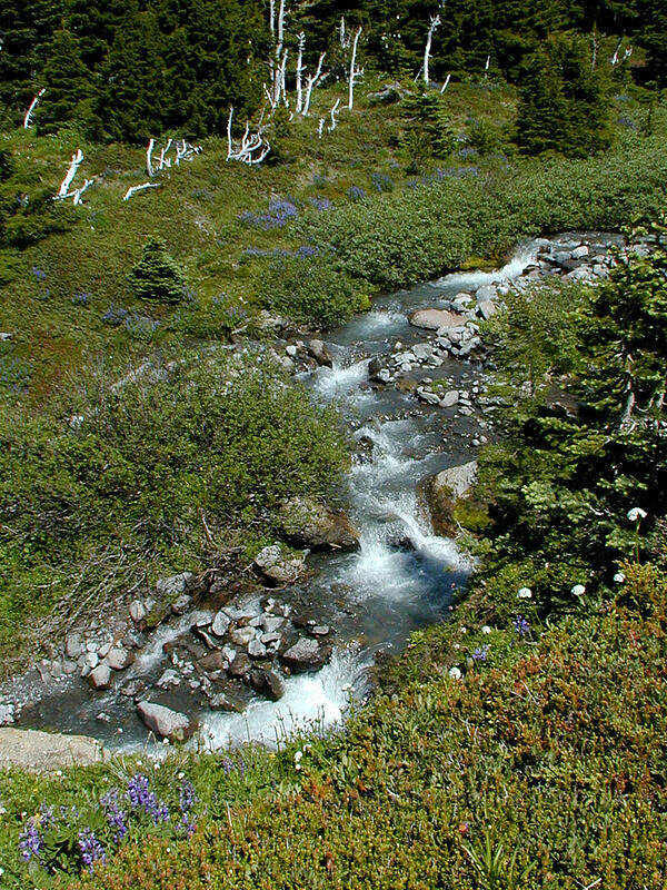 Glisan Creek [McNeil Point trail, Mt. Hood Wilderness, Hood River County, Oregon]