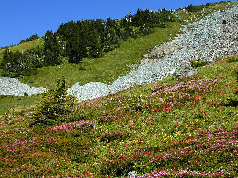 heather & paintbrush in an alpine meadow (Phyllodoce empetriformis, Castilleja parviflora var. oreopola) [McNeil Point trail, Mt. Hood Wilderness, Hood River County, Oregon]