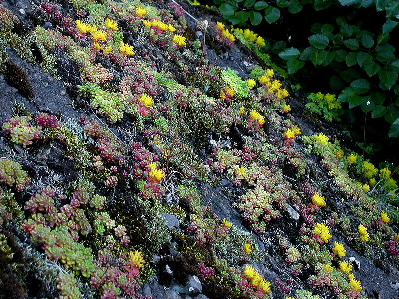 stonecrop (Sedum oreganum) [Saddle Mountain, Clatsop County, Oregon]