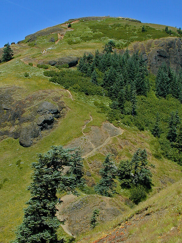 the trail to the western summit [Saddle Mountain, Clatsop County, Oregon]