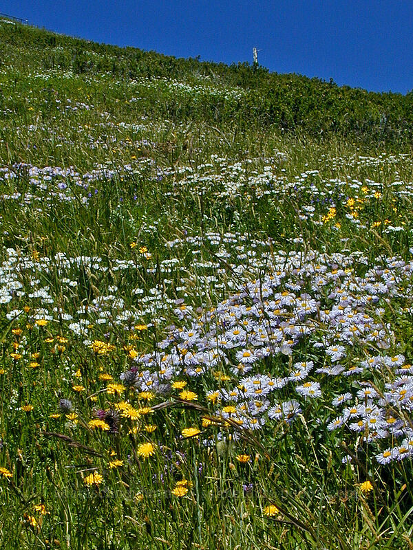 wildflowers [Saddle Mountain summit, Clatsop County, Oregon]