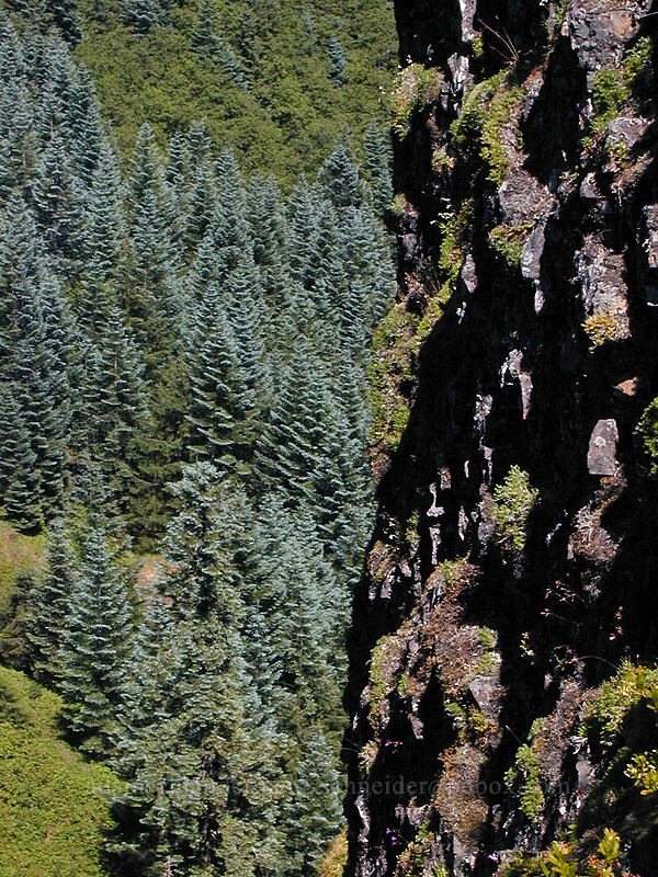 steep cliff & spruce trees [Saddle Mountain summit, Clatsop County, Oregon]