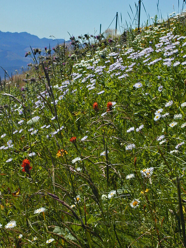 wildflowers (Erigeron sp., Castilleja sp., Cirsium edule) [Saddle Mountain summit, Clatsop County, Oregon]