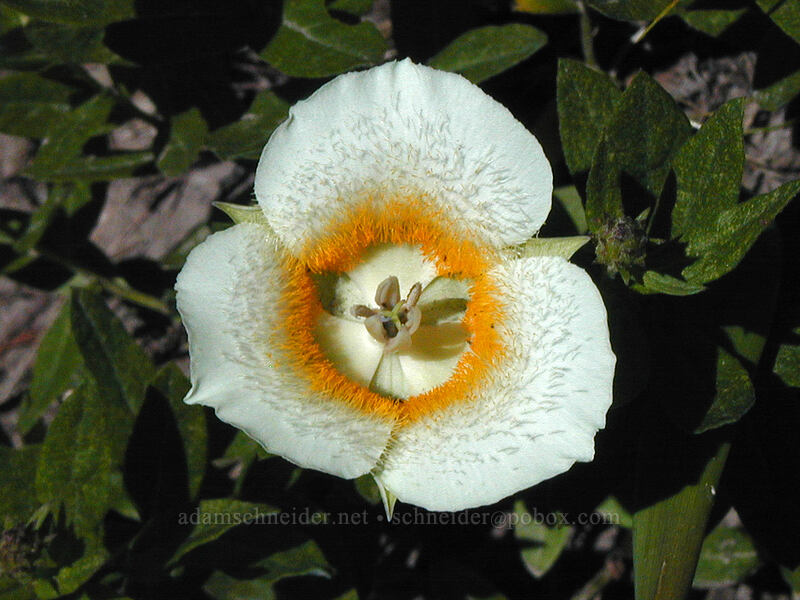 Cascade mariposa lily (cat's ear lily) (Calochortus subalpinus) [Timberline Trail, Mt. Hood Wilderness, Clackamas County, Oregon]