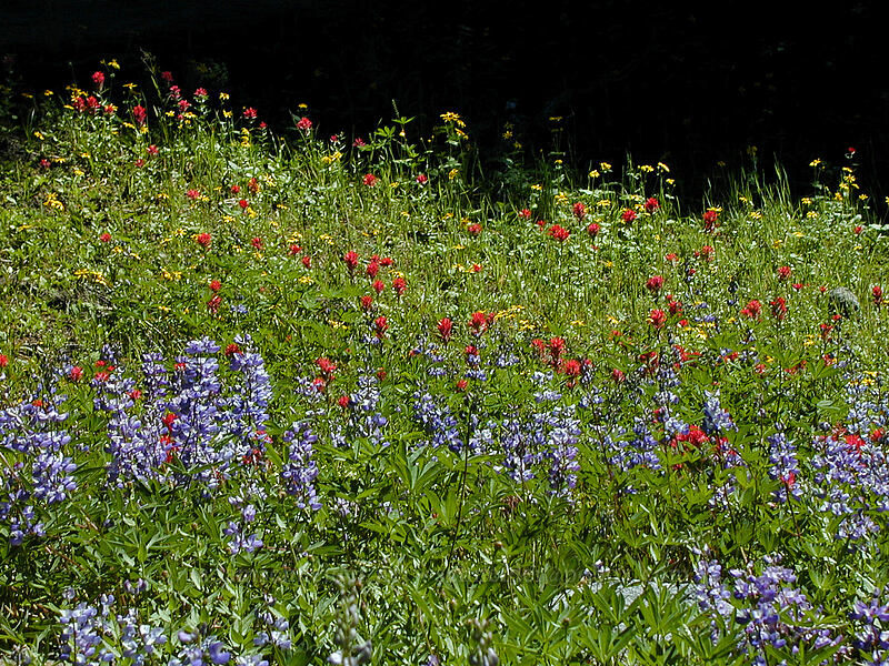 wildflowers in primary colors (Lupinus sp., Castilleja sp., Arnica sp.) [Timberline Trail, Mt. Hood Wilderness, Clackamas County, Oregon]