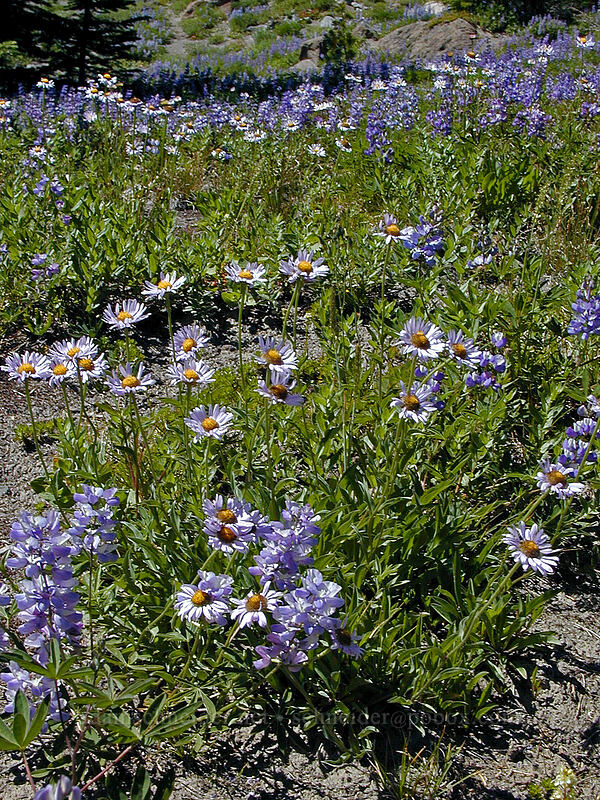 fleabane & lupines (Erigeron glacialis var. glacialis, Lupinus latifolius) [Timberline Trail, Mt. Hood Wilderness, Clackamas County, Oregon]