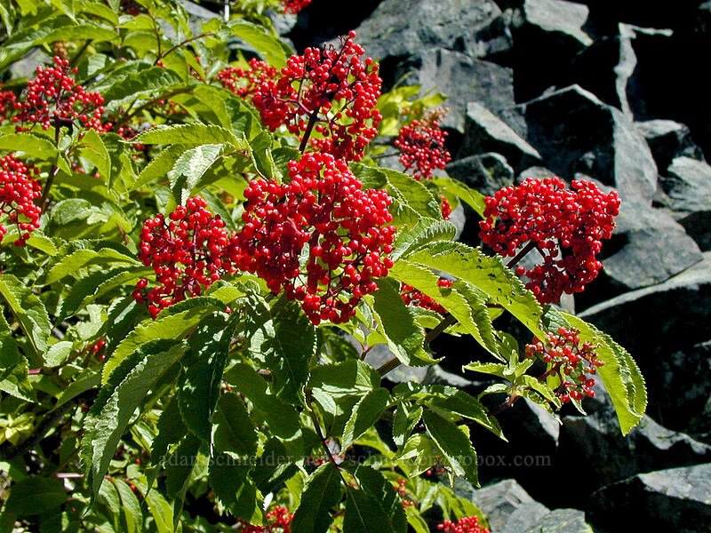 red elderberries in a rockpile (Sambucus racemosa) [Black Crater Trail, Three Sisters Wilderness, Deschutes County, Oregon]