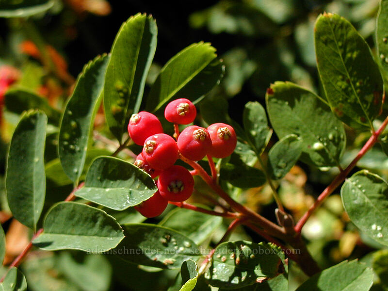 Sitka mountain-ash berries (Sorbus sitchensis) [Vista Ridge Trail, Mt. Hood Wilderness, Hood River County, Oregon]