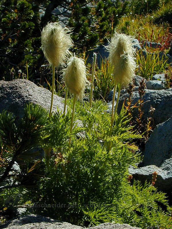 western pasqueflower seedheads (Anemone occidentalis (Pulsatilla occidentalis)) [Barrett Spur Trail, Mt. Hood Wilderness, Hood River County, Oregon]