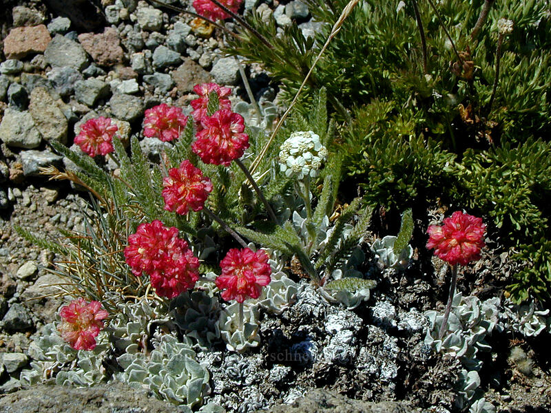 buckwheat & yarrow (Eriogonum ovalifolium var. nivale, Achillea millefolium) [Top of Barrett Spur, Mt. Hood Wilderness, Hood River County, Oregon]
