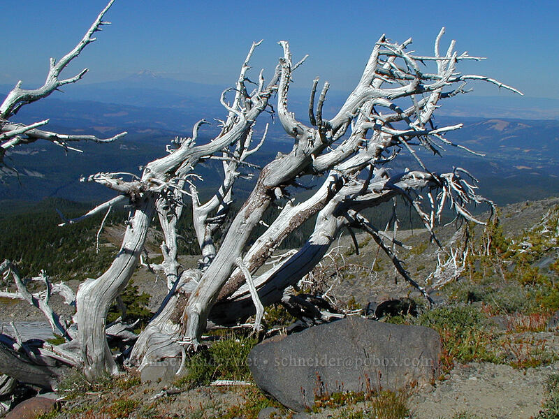 dead whitebark pine (Pinus albicaulis) [Barrett Spur Trail, Mt. Hood Wilderness, Hood River County, Oregon]