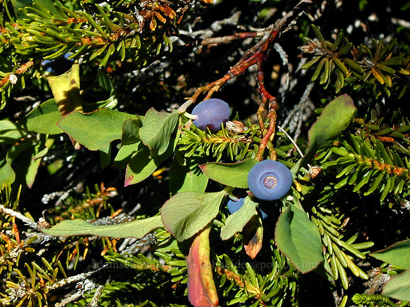blueberries that tasted like apples (Vaccinium sp.) [Wy'east Basin, Mt. Hood Wilderness, Hood River County, Oregon]