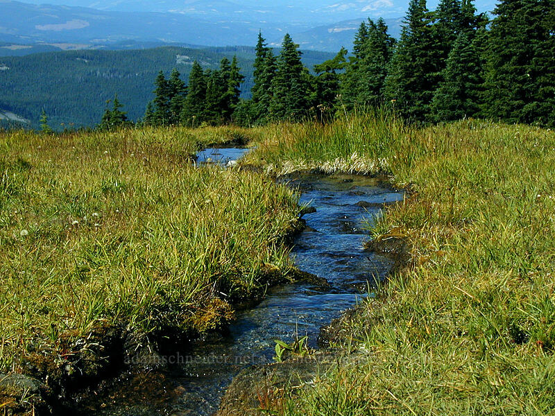 Stream & tall grass [Wy'east Basin, Mt. Hood Wilderness, Hood River County, Oregon]