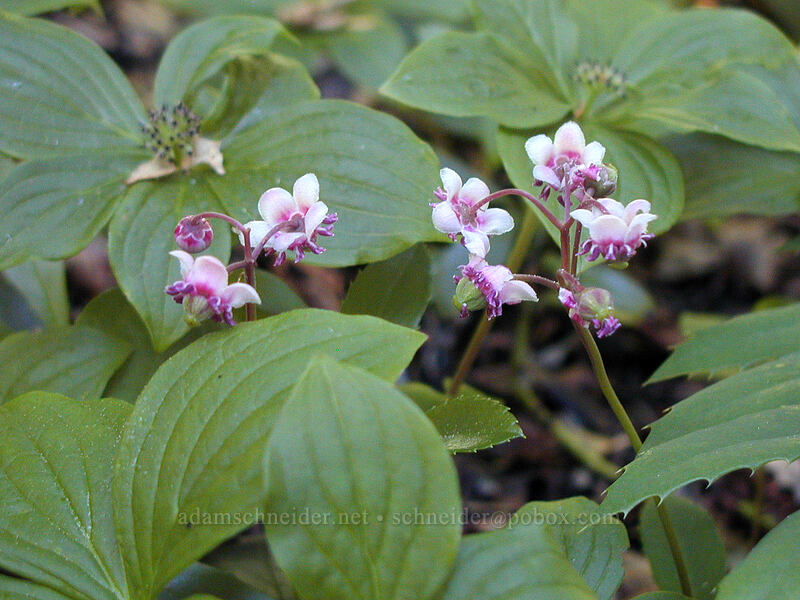 pipsissewa & bunchberries (Chimaphila umbellata, Cornus unalaschkensis (Cornus canadensis)) [Cathedral Ridge, Mt. Hood Wilderness, Hood River County, Oregon]
