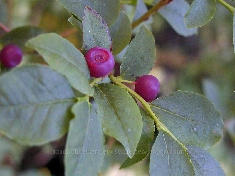 unripe huckleberries (Vaccinium sp.) [Cathedral Ridge, Mt. Hood Wilderness, Hood River County, Oregon]